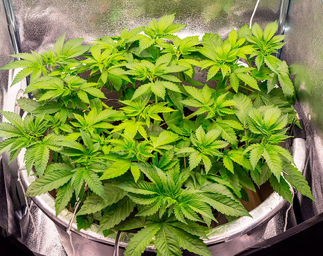 Наращивание зеленой массы Куст конопли высотой 50 см