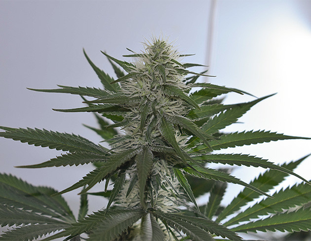 Недели 6-7 гроурепорта Bruce Banner #3 Начало цветения и регулировка света