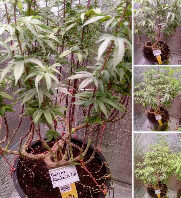 Дефолиация конопли Марихуана на 6 неделе роста