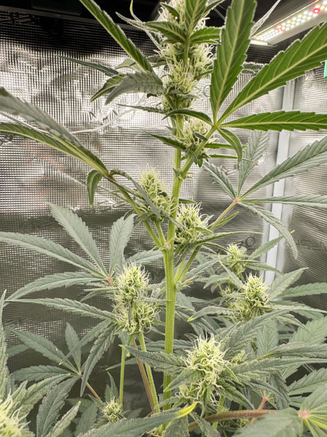 Повышенное потребление воды у растений Особенности полива на шестой неделе для CBD Lemon Auto