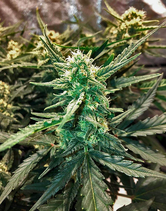 7 неделя роста каннабиса Шишка сорта конопли Scout Cookies Auto