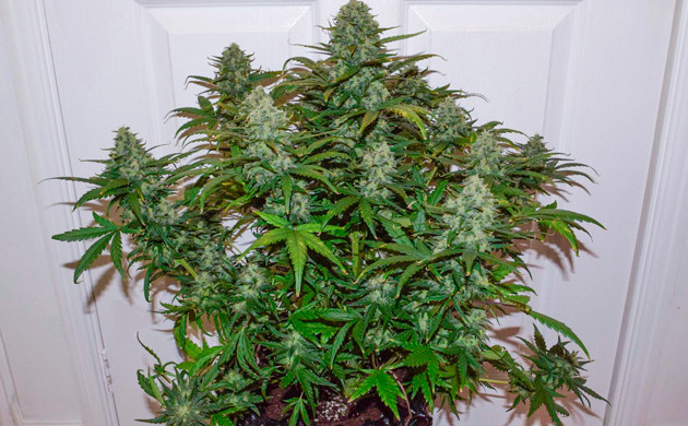 Восьмая неделя Куст с большими шишками