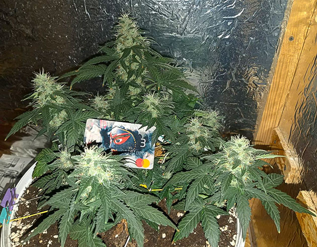 Развитие кустов на 7 неделе Оранжевый цвет на 7 неделе выращивания