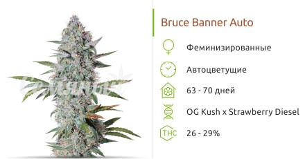 Сорт каннабиса Bruce Banner Auto Bruce Banner Auto от Cali Buds Seeds