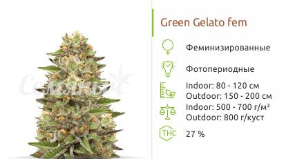 Сорт марихуаны Green Gelato Green Gelato от Royal Queen Seeds