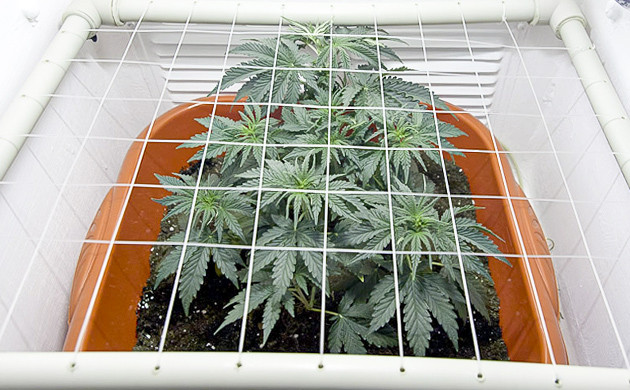 Метод ScrOG Натянутая сетка над кустом конопли