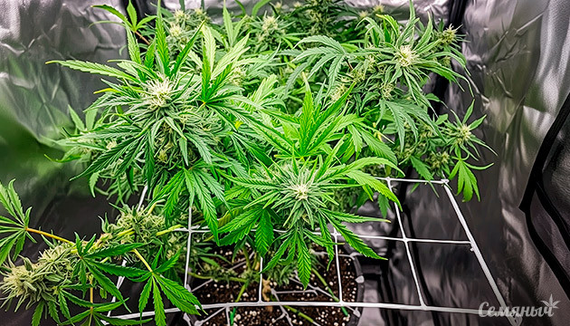 Обеспечение поддержки для растений на протяжении жизненного цикла Установка подпорок и подвязка конопли