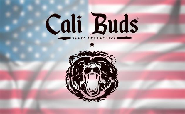 Преимущества Cali Buds Seeds Cali Buds Seeds – представитель американской селекции