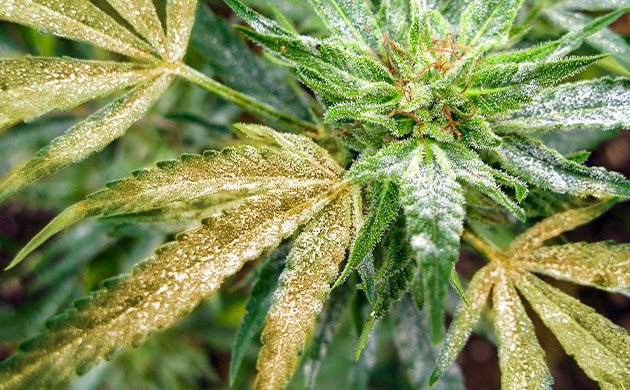 Поражение растений грибковыми заболеваниями Белый налет на листьях конопли