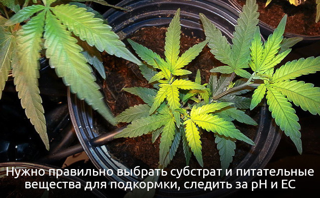 Как избежать нехватки железа у марихуаны Как избежать недостатка железа у конопли