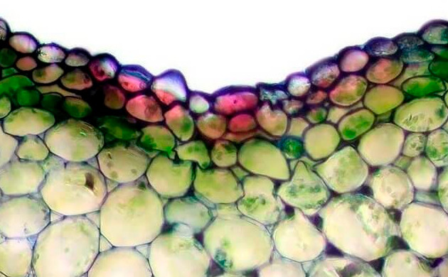 Клетки стебля марихуаны 40-кратное увеличение стебля