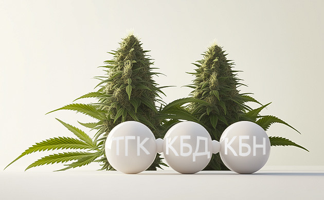 ТГК и КБН: сравнение эффектов Влияние КБД на эффект ТГК