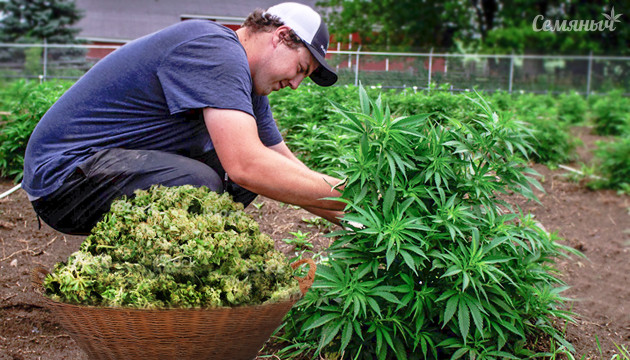 Методы увеличения урожайности в открытом грунте Тренировка конопли в аутдоре