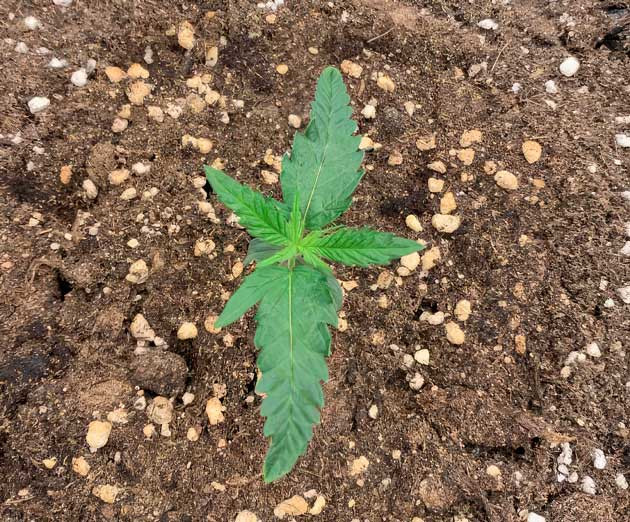 Пересадка Vanilla Latte Auto в 12-литровый AIRPOT Росток сорта Vanilla Latte Auto