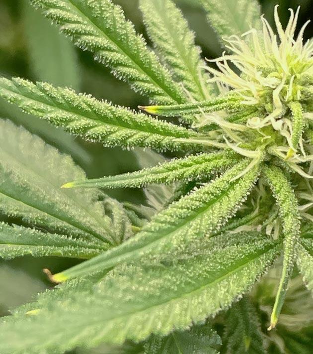 Цветение конопли и корректировка удобрений Куст Fullgas на 7 неделе выращивания