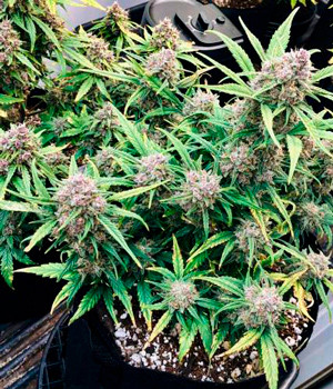 Лёгкая дефолиация на 10 неделе Проверка молочных трихом