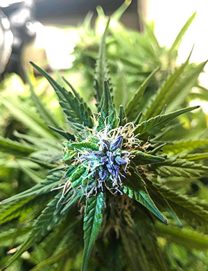 Появление фиолетового оттенка на шишках