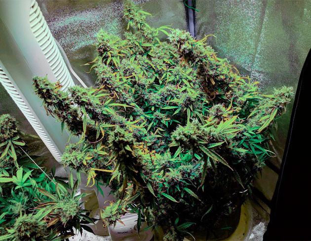 Прозрачные трихомы на 11 неделе роста Прогнутые ветви от веса шишек