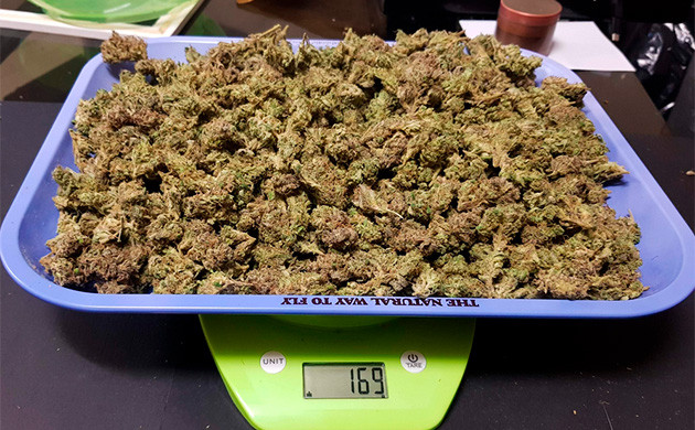 Собранный сухой урожай 169 г сухого урожая на весах