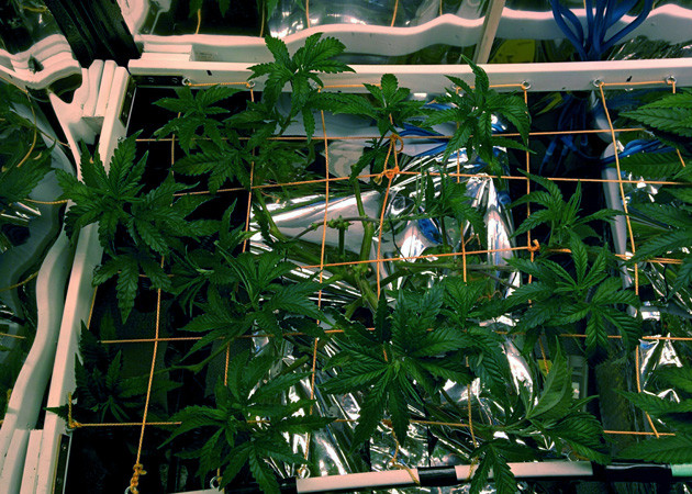 ScrOG сетка Использование ScrOG сетки
