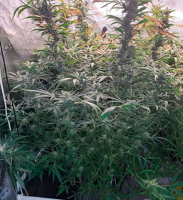 Впечатляющий результат Amnesia Zkittlez Auto Как я справился с трудностями выращивания