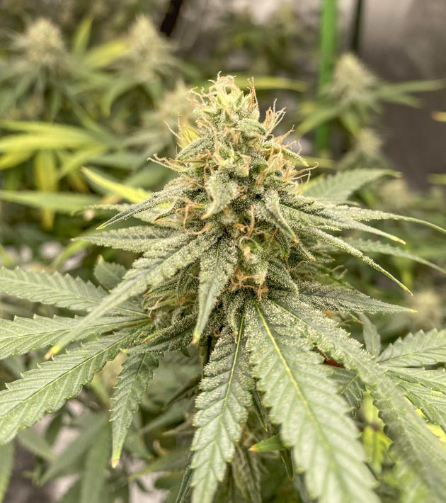 Период цветения Blueberry Muffin Blueberry Muffin: использование Ripen