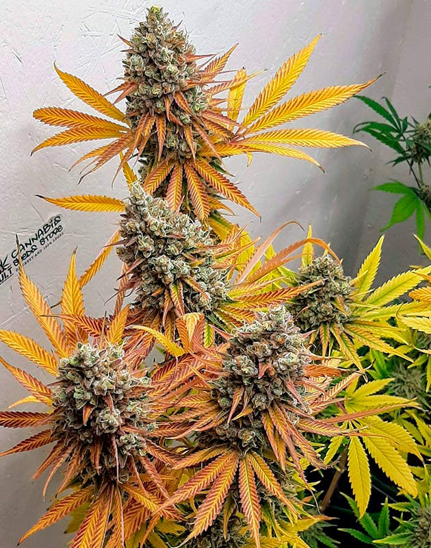 Окрашивание трихом в янтарный цвет Куст Bruce Banner от Семяныч на завершении цветения