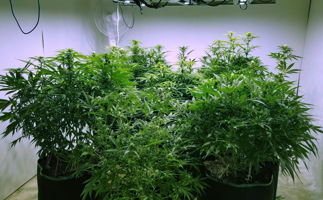 12 неделя гровинга Amherst Sour Diesel Дефолиация конопли