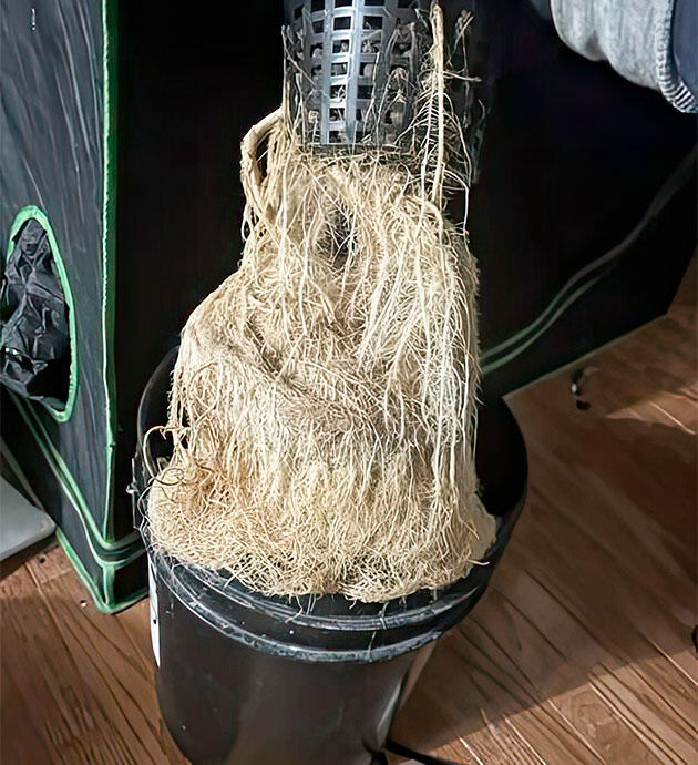 Корневая система конопли