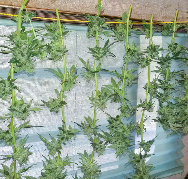 Завершение гроурепорта Blueberry Headband Blueberry Headband: итоги выращивания