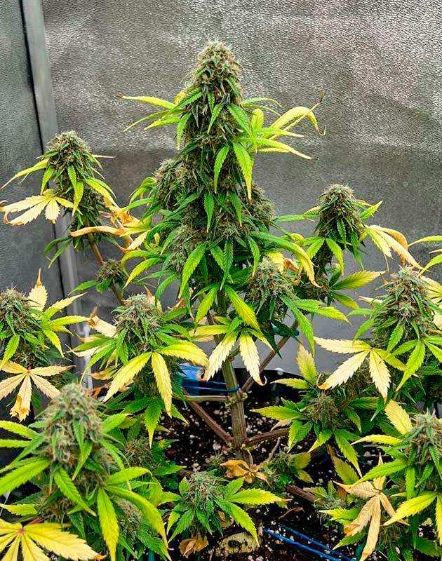 Подготовка к харвесту Куст Whiskey Zulu Auto от 7CH American на 10 неделе