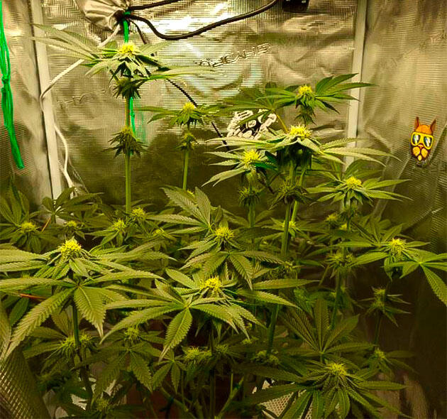 Изменение дозировки удобрений и появление конопляной смолы Куст Strawberry OG Cookies R1 на 13 неделе выращивания