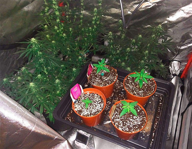 Проращивание Wedding Gelato Проращивание семян конопли Wedding Gelato