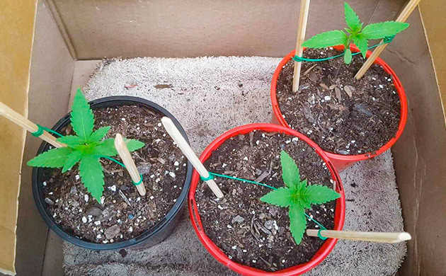 Выращивание сорта марихуаны Pineapple Chunk Выращивание конопли Pineapple Chunk