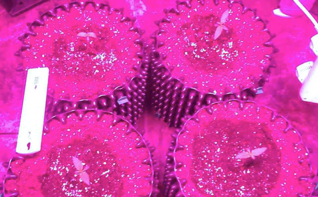 Выращивание конопли Auto White Widow fem в горшках Airpots Росток марихуаны Auto White Widow fem в гроуруме