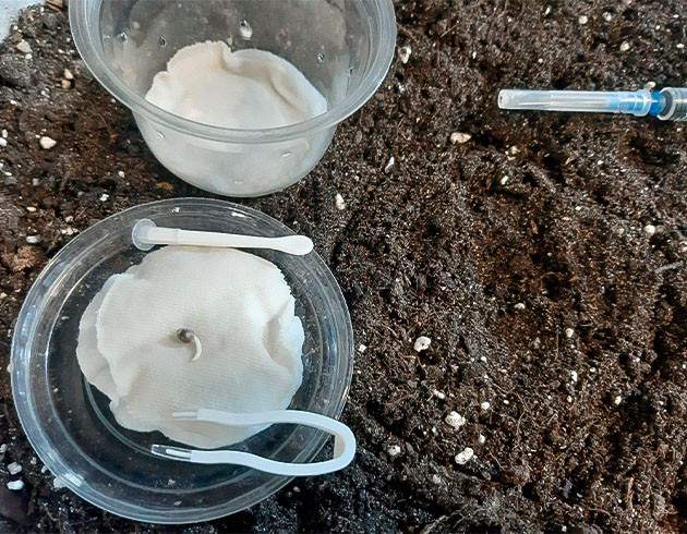 Проращивание семян Glue Sherbet Росток Glue Sherbet не может сбросить каску