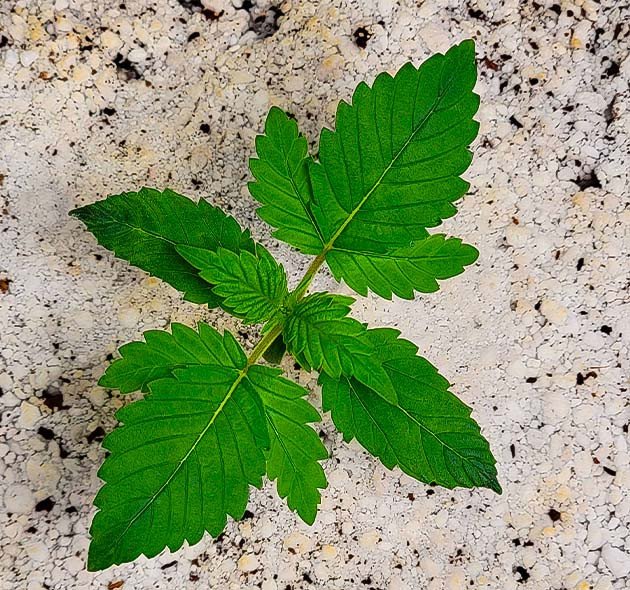 Росток Sweet Zenzation XL Auto от Sweet Seeds