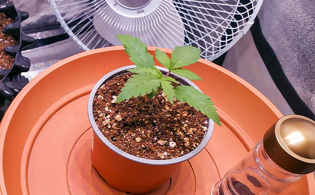 Развитие растишки в маленьком стакане Росток в пластиковом стаканчике с кокосом