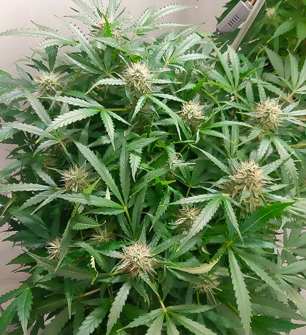 Регулярный уход Bruce Banner Auto Уход за растихой продолжается