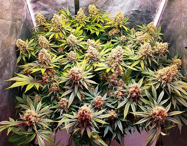 Последняя неделя роста Куст RS11 на последней неделе выращивания