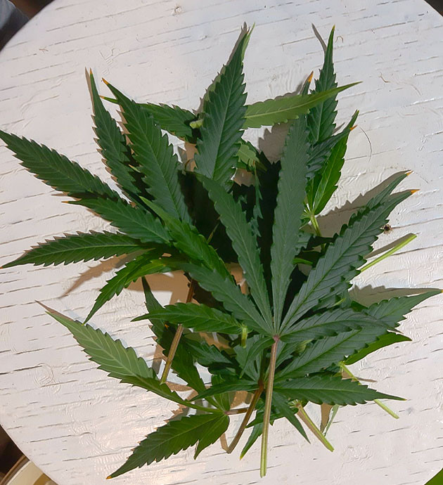 Подготовка освещения Bruce Banner Auto Установка лампы и уход за Bruce Banner Auto