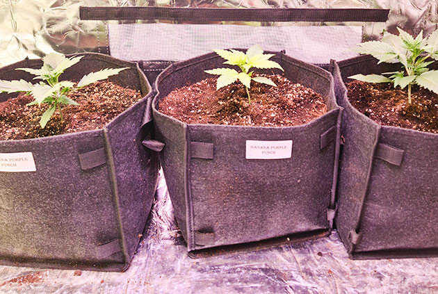 Структура листвы Banana Purple Punch Auto Полив с удобрениями Banana Purple Punch Auto