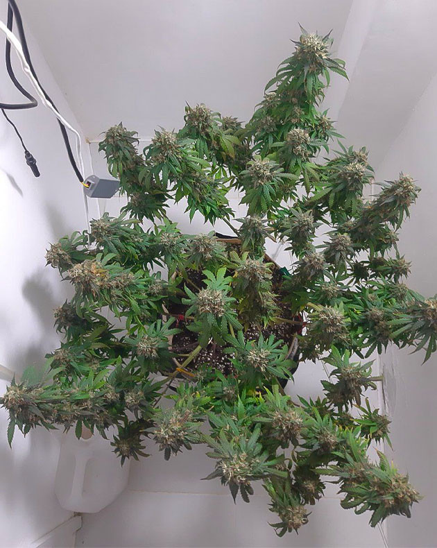 Созревание и стресс растения Полив Critical Orange Punch Auto