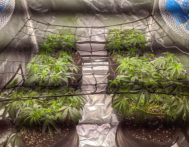 Подготовка к цветению Notorious THC Рост и развитие растений