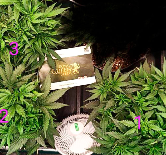 Стадия цветения конопли