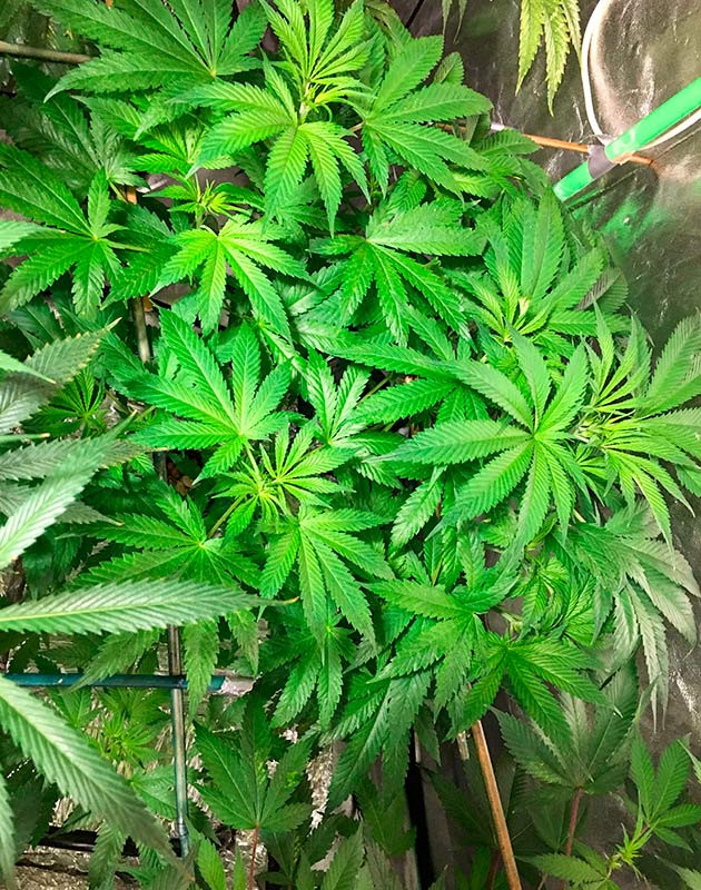 Установка решетки ScrOG Переезд в бокс