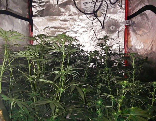 Стимуляция цветения сорта Wedding Gelato Перевод на цветение растения Wedding Gelato