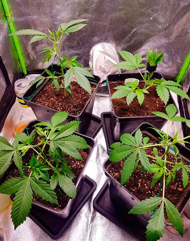 Стимуляция цветения сорта Skywalker Haze Перевод на цветение растения Skywalker Haze