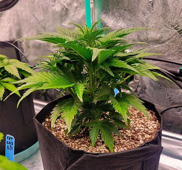 Подготовка куста Strawberry Amnesia к цветению Пестики и уборка лишней листвы Apricot Auto