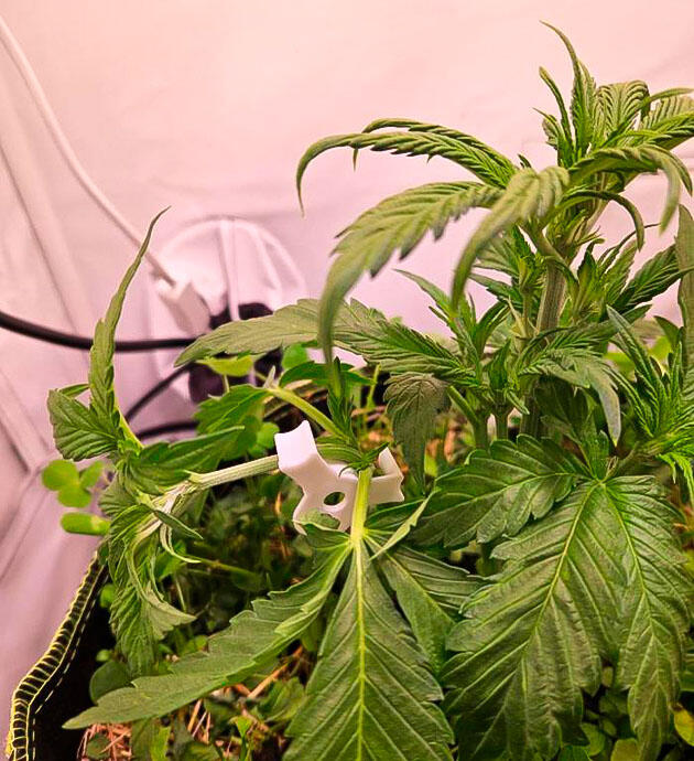 Куст Lemon Cherry Gelato Auto R3 от Ethos Genetics на 5 неделе